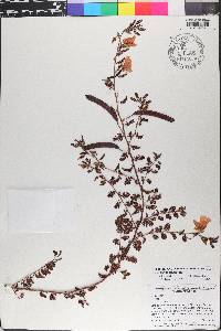 Chamaecrista chamaecristoides image