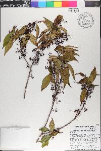Miconia acuminoides image