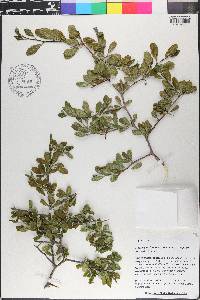 Sideroxylon lanuginosum subsp. rigidum image