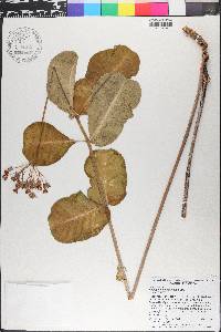 Asclepias amplexicaulis image