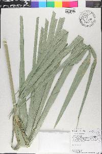 Sabal minor image