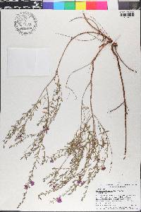 Lythrum californicum image