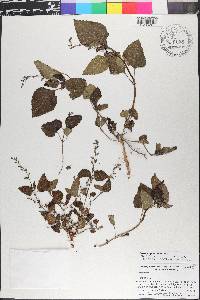 Priva lappulacea image