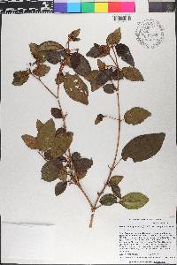 Miconia tetragonoloba image