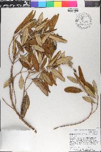 Miconia longicollis image