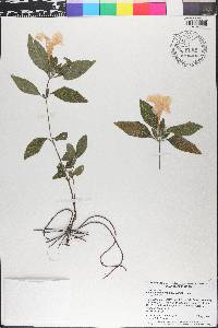 Ruellia caroliniensis image