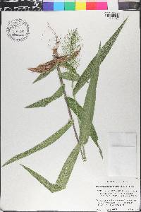 Dichanthelium polyanthes image