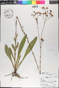 Trilisa odoratissima image