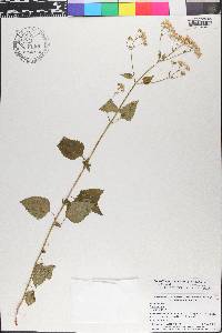 Ageratina jucunda image