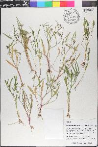 Limnosciadium pinnatum image