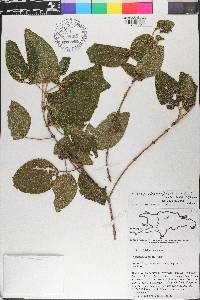 Miconia scabrosa image