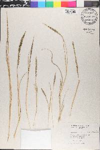 Sporobolus poiretii image