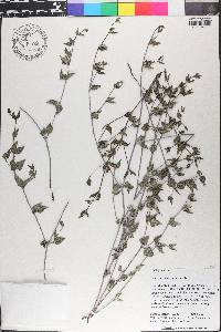 Acleisanthes longiflora image