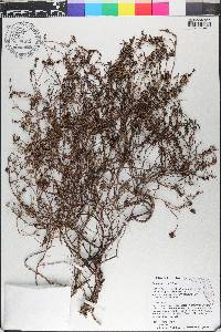 Borreria terminalis image