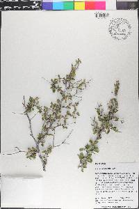 Colubrina texensis image