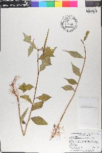 Euphorbia heterophylla image