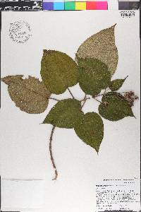 Miconia umbellata image