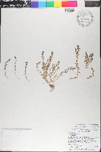Lysimachia minima image