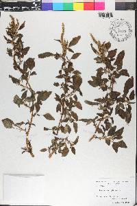 Amaranthus spinosus image