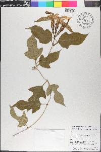Echites yucatanensis image