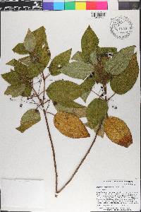 Miconia hispaniolica image