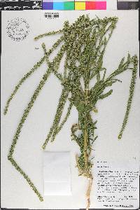 Reseda luteola image