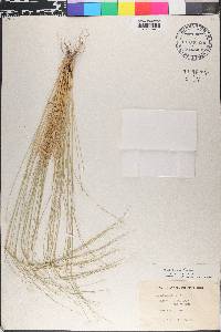 Stipa editorum image
