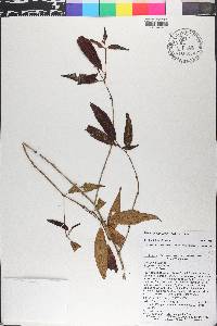 Miconia capillaris image