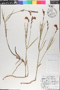 Justicia crassifolia image