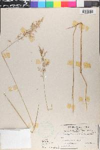 Trisetum flavescens image