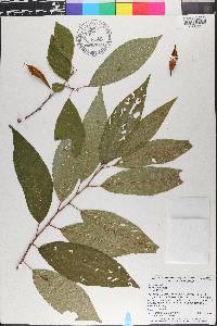Halesia carolina image