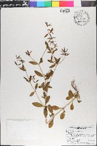 Sabatia calycina image