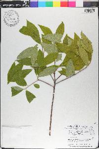 Symplocos tinctoria image