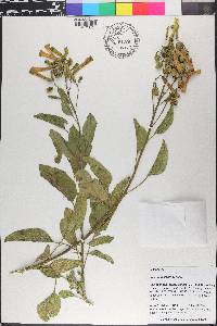 Nicotiana glauca image