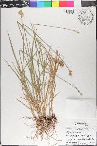 Carex tetrastachya image