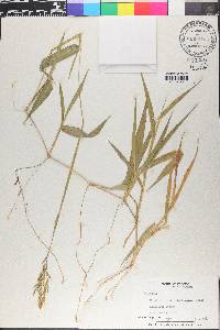 Homolepis aturensis image