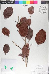 Coccoloba diversifolia image