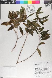 Miconia scalpta image