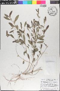 Argythamnia humilis image