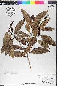 Damburneya coriacea image