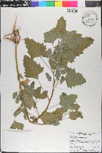 Chenopodium album var. album image
