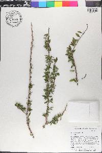 Sideroxylon cubense image