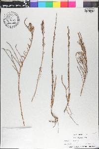 Salicornia perennis image