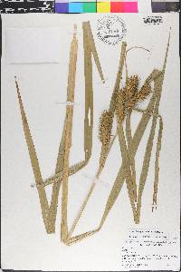 Carex lupuliformis image
