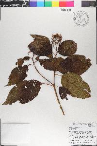 Miconia pyramidalis image