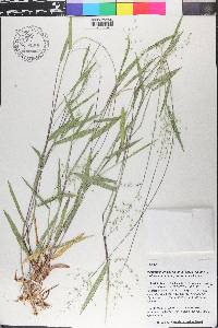 Dichanthelium scribnerianum image