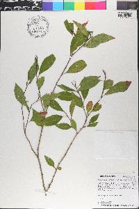 Ditrysinia fruticosa image