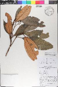 Miconia punctata image