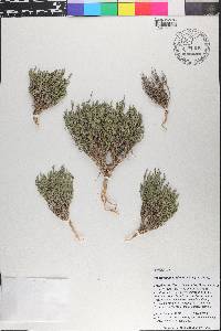 Hebecarpa macradenia image