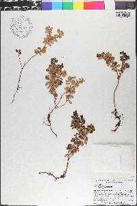 Vaccinium oxycoccos image